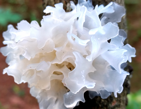 WHY MUSHROOMS LIKE TREMELLA ARE THE NEXT BIG THING IN BEAUTY