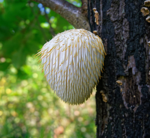 Our wonderful mushrooms and why we love them