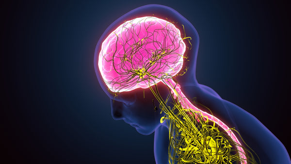 Understanding your nervous system can improve your health and happiness.